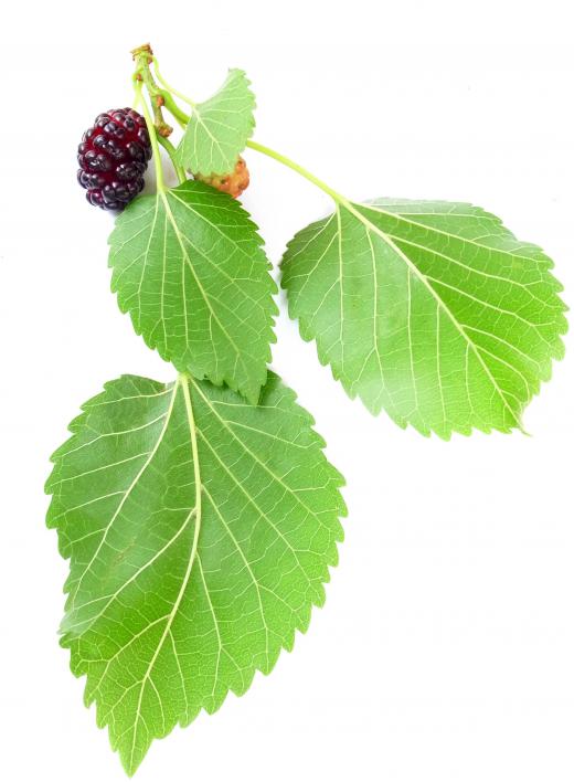 Mulberries can be used to make "pekmez."