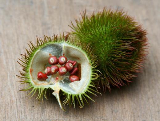 Bixa fruit, which is used to make annatto, one of the ingredients in bopis.