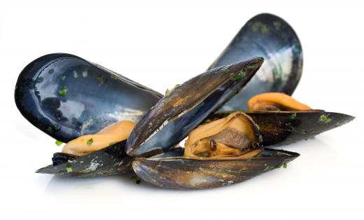 Mussels as part of a shore dinner.