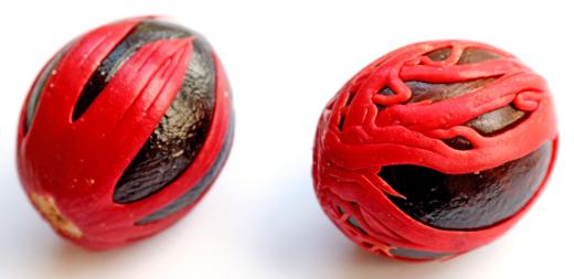 The waxy red covering on nutmeg seeds is used to make the spice mace.