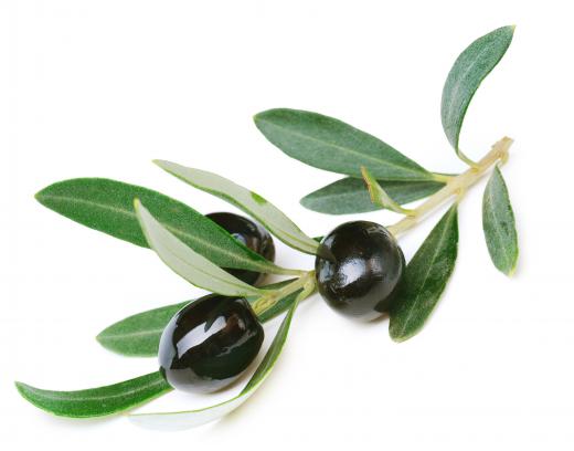 Black olives, including Manzanillas, have been allowed to ripen on the tree.