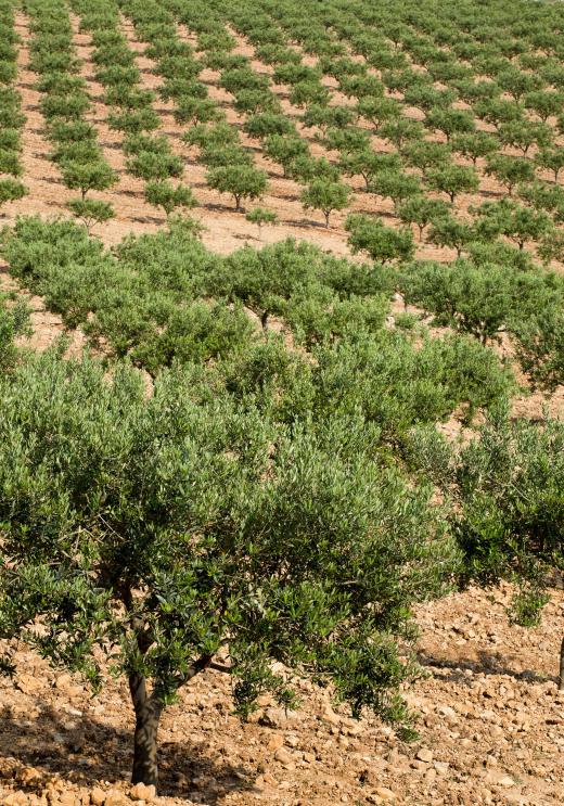 An olive grove.