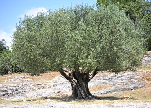 An olive tree.