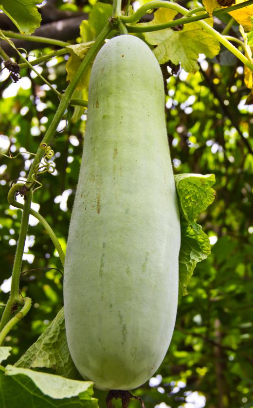 The opo squash is can be identified by pale green or yellowing skin that is smooth to the touch.