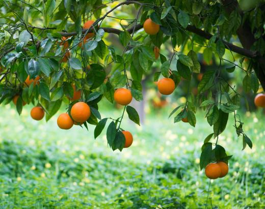 Valencia oranges make up approximately 50 percent of Florida's orange crops.