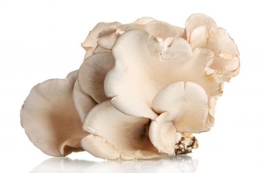 Oyster mushrooms are often used in clay pot dishes.