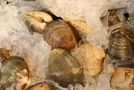 An oyster knife can make eating oysters much easier.