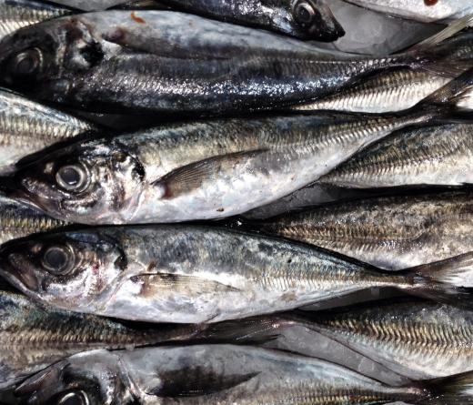 Sardines often go with miswa noodles.