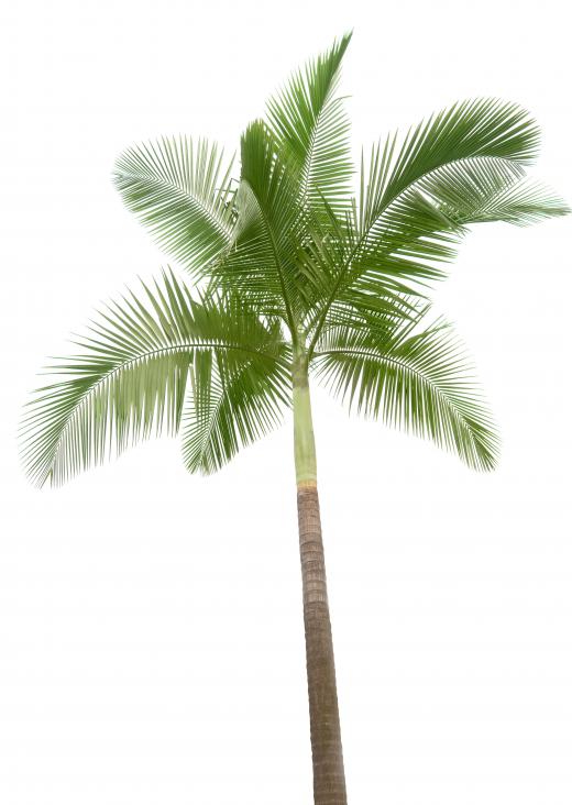 A palm tree, which produces palm hearts.