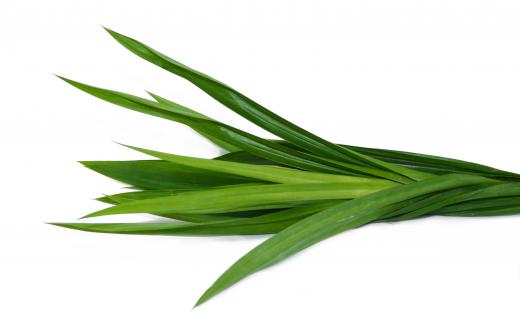 Pandan leaves are from a screwpine.