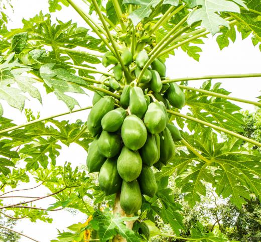 Cooking unripe papaya can release the papain enzyme.