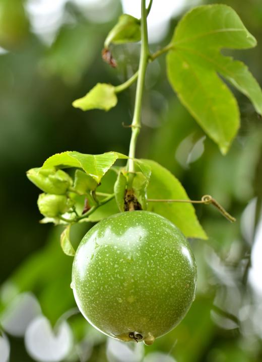 Passion fruit growing on the tree.