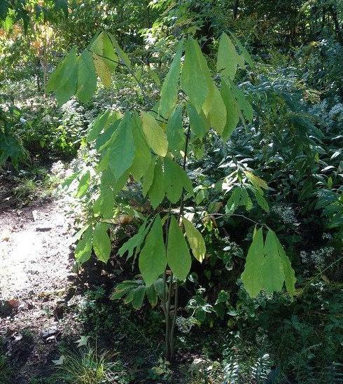 Pawpaw are considered shrubs or small trees that only reach a height of 7 feet.