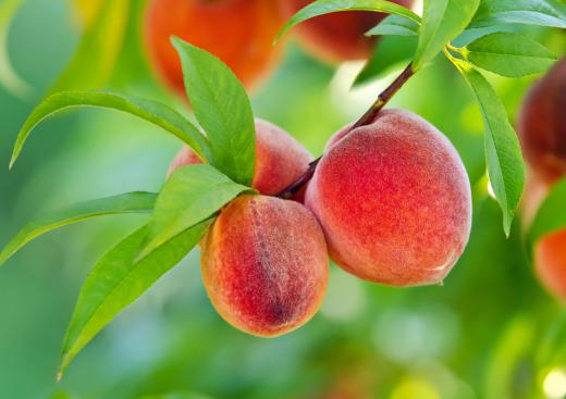 Peach trees are native to China.