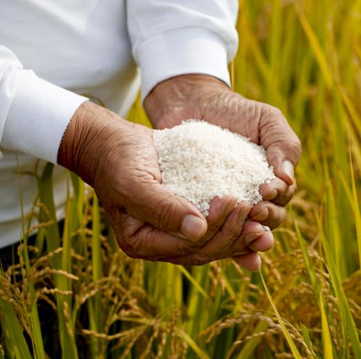 White rice is traditionally used to make glorified rice.