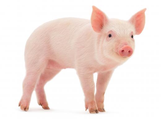 A suckling pig is a young pig that has been butchered for consumption.