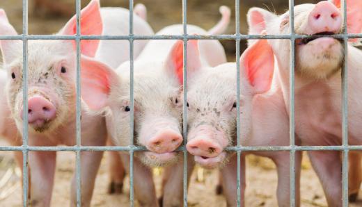 Pigs are used in the creation of boudin noir.