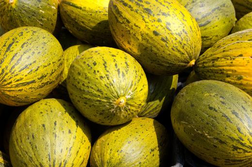 Santa Claus melons are famous for their long shelf life.