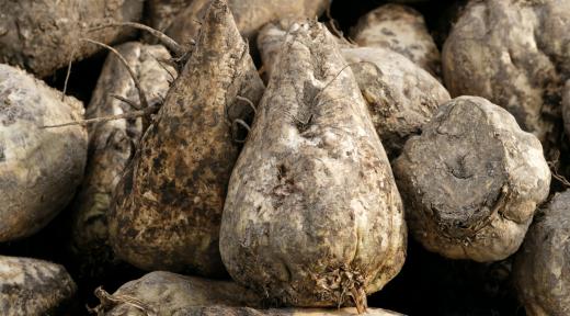 Fresh sugar beets are whitish roots that look slightly similar to turnips.