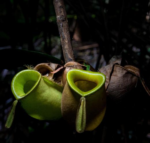 Carnivorous pitcher plants use a funnel-like design to catch prey.