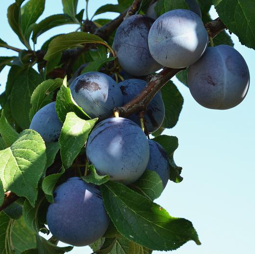 Damson plums are pressed in a vise to make slivovitz.