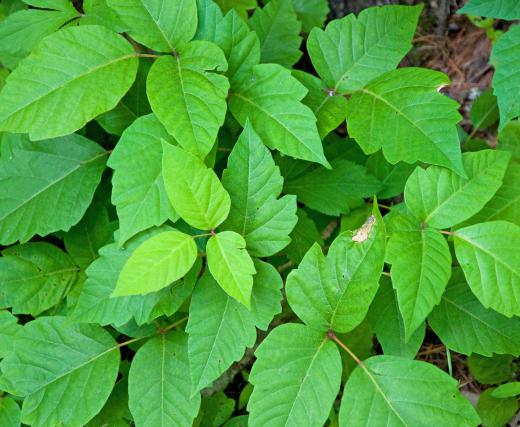 Cashew nutshell liquids are in the same family as the poison ivy plant.