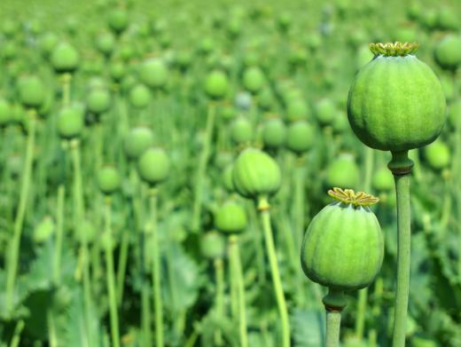 Poppyseeds come from the pods at the base of poppy flowers.