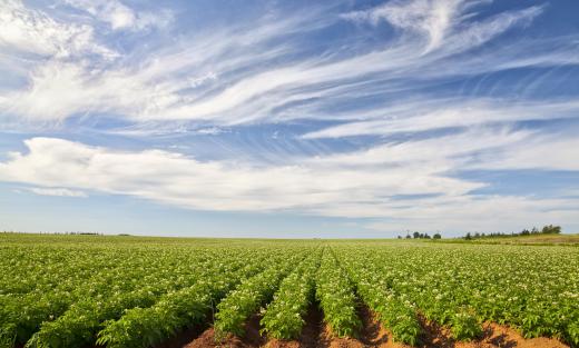 Potato farm.