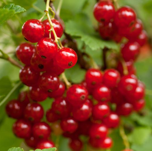 Currants are a popular addition to hot banana cereal.