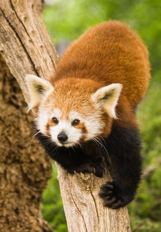 Red pandas are omnivores.