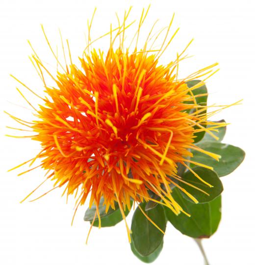 Safflower oil, from the safflower plant, is a good choice for deep frying.