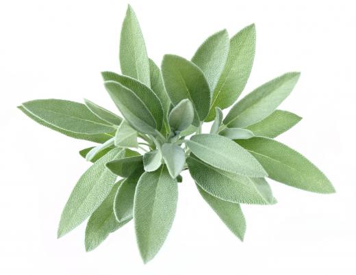 Sage is sometimes used to garnish quenelle.