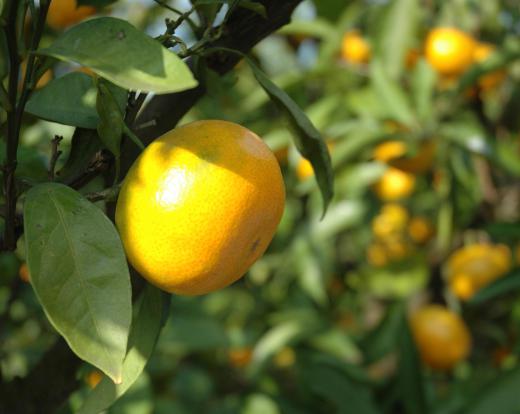 Although satsumas are named after a province in Japan, they originally come from China.