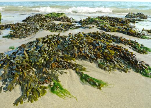 Seaweed salad is made from strips of wilted seaweed.