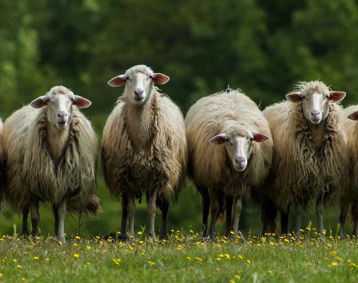 Sheep's milk is used to make true Spanish Manchego.