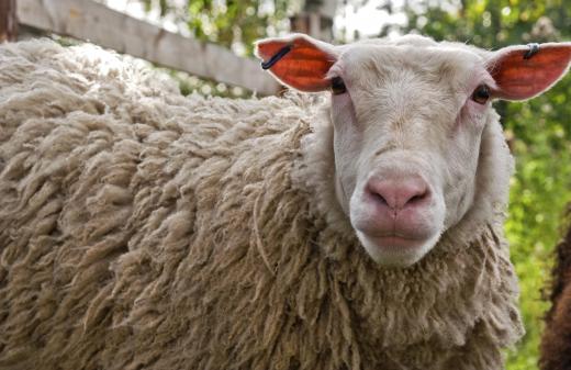 Pecorino cheeses are made from sheep's milk.