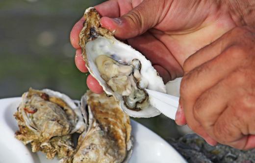 Oysters should be shucked before being served.