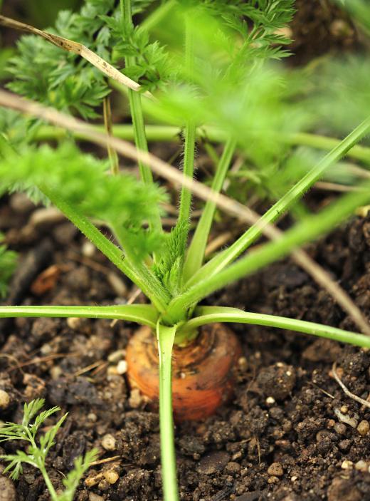 Baby carrots are full-sized carrots with imperfections that are cut into small segments and peeled.