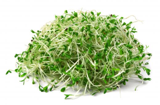 Alfalfa seeds will sprout within four to seven days of germination.