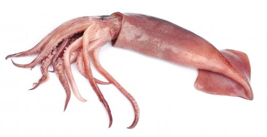 When the body of a squid is used to make calamari rings, the squid is cut the long way, with or without its tentacles.