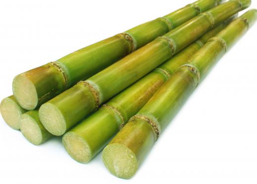 Sugarcane, which is used to make rum.