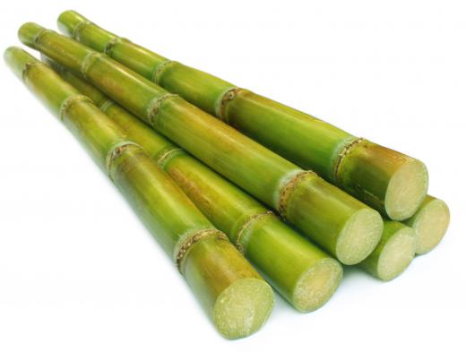 Barbados sugar is made from sugar cane.