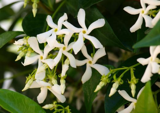 Jasmine is often added to tea for its scent.