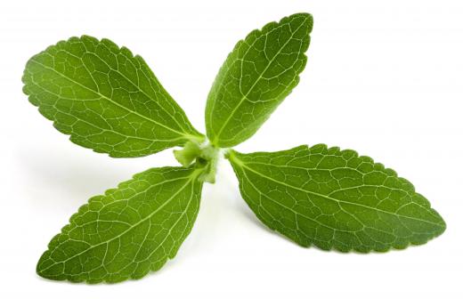 The leaves of a stevia plant.