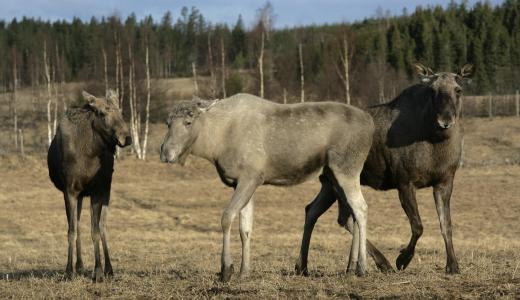 Moose meat was once a staple food in many Scandinavian countries.