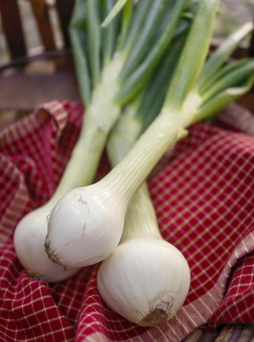 Green onions are harvested before they're mature, and are available year-round.