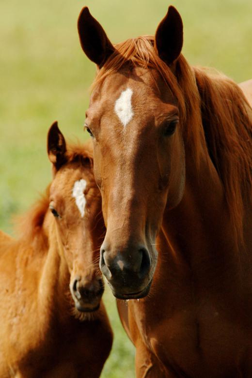 Chokecherry seeds and leaves, especially when wilted, are poisonous to horses.