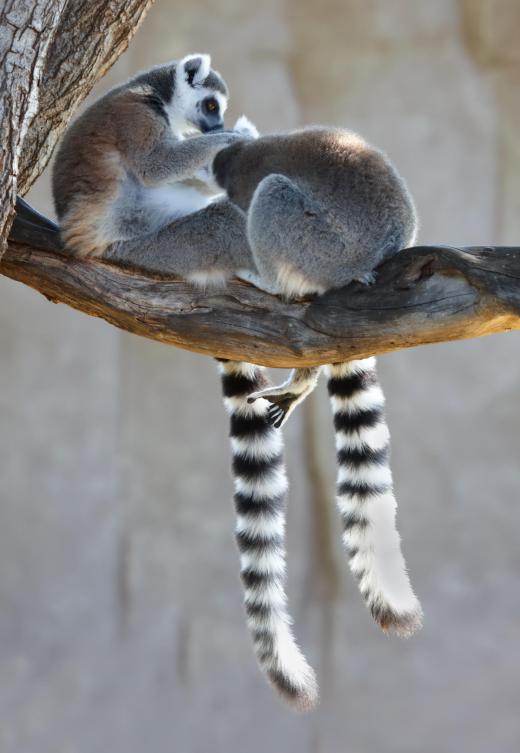 Africa's ring-tailed lemurs rely on the pulp of the tamarind for survival.