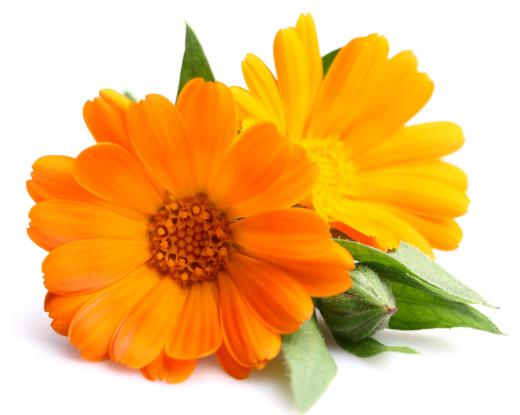 Marigold blossoms may be diced and used as a replacement for saffron.