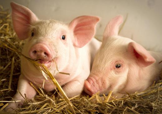 Head cheese is made from a pig or calf.